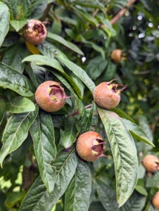 In another area of the orchard are the fruits of the medlar, Mespilus germanica – a small deciduous tree and member of the rose family. These fruits are not ready yet – we’ll pick them in late October or early November.