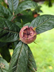 Many are not familiar with the medlar. This fruit is about one to two inches in diameter, and ranges in color from rosy rust to dusty brown. Medlars are native to Southwestern Asia and Southeastern Europe. The fruits have to be eaten when almost rotten in a process called “bletting”. And, because of this, they either have to be eaten right off the tree or picked early and put aside for a few weeks to blet. The medlar is very pulpy and very sweet. Its taste is similar to an overripe date with a flavor similar to toffee apples or apple butter.