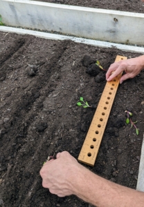 Next, Ryan uses a special seed and seedling spacing ruler to place the plants in the furrow.
