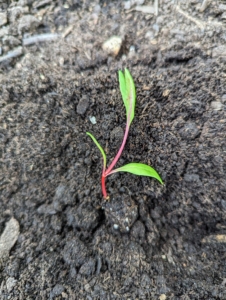 When the roots of a seedling like this have grown sufficiently, it can be easily transplanted into the garden or into a larger pot.