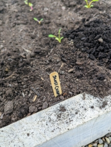 Once the plants are all in the ground, he places a small identifying marker at one end of the bed.