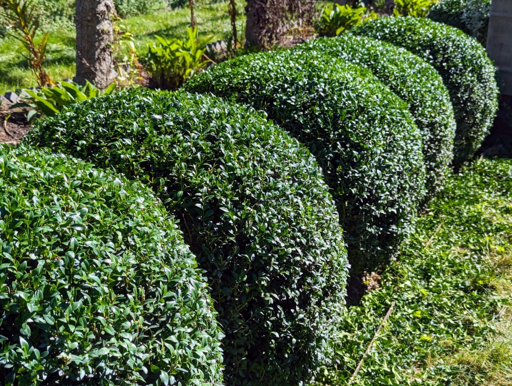 Grooming the Pergola Boxwood The Martha Stewart Blog