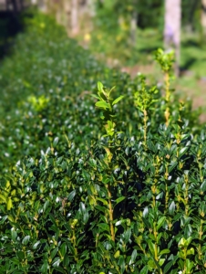 Here, one can see the newest growth. Boxwoods are slow growing compared to many other shrubs, with growth rate depending on the variety. Typically, the growth rate for most varieties is three to six inches per year. These needed a thorough grooming.