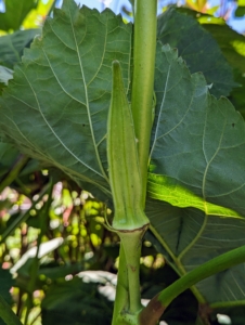 Pods appear approximately four to five days after the flowers. Once the pods reach two to three inches long and are vibrant in color, then it's time to harvest.