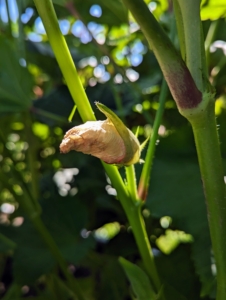 The okra flower opens for one day only, after which a small pod forms and grows behind the dead flower.