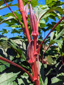 In ideal conditions, okra plants can produce up to more than 30-pods per plant.
