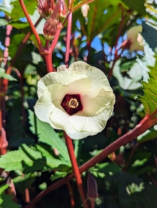 Okra flowers begin to appear 50 to 60 days after planting. The flower petals are generally pale yellow to white with purple to red ring markings midway down each flower petal.