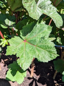 Depending on the variety, okra leaf margins vary from slightly wavy to very deeply lobed.