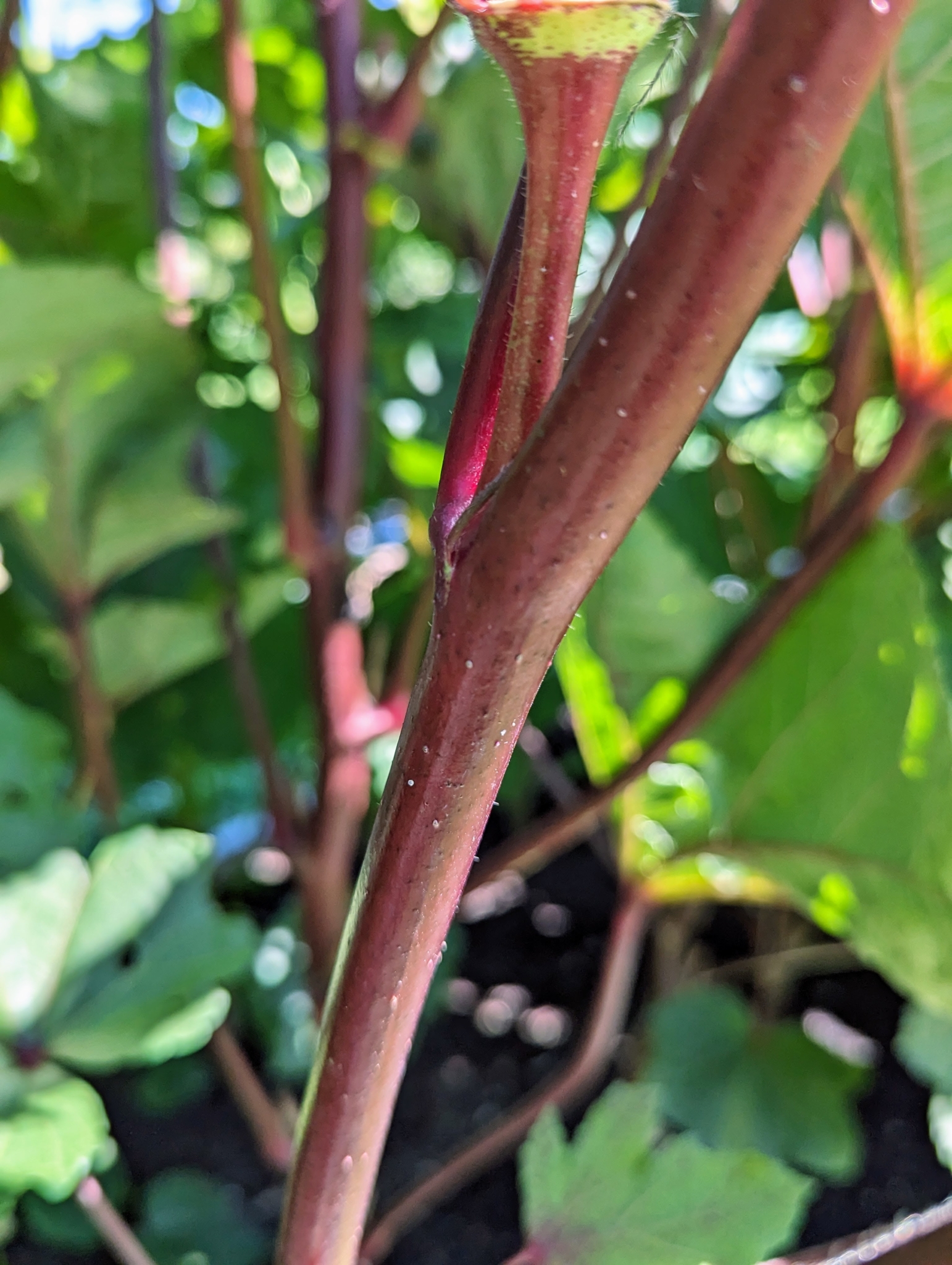 All About Okra The Martha Stewart Blog