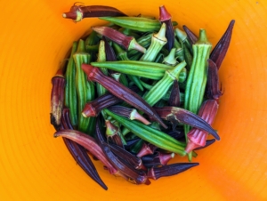 Ryan harvested a trug bucket full of okra. We're looking forward to many more bounties of this delicious and interesting fruit through September! What is your take on okra? And how do you enjoy it? Share your comments in the section below.