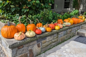 And then the fruits are all carefully arranged on this stone wall - all clean and intact. No ‘decorating’ is required. Just lining them up makes a wonderful display. I can't wait until our next big pumpkin harvest!