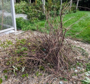 Here is a pile of old canes cut from the plants. After this pile gets a bit bigger, it will be loaded onto one of our vehicles and taken to the compost yard.