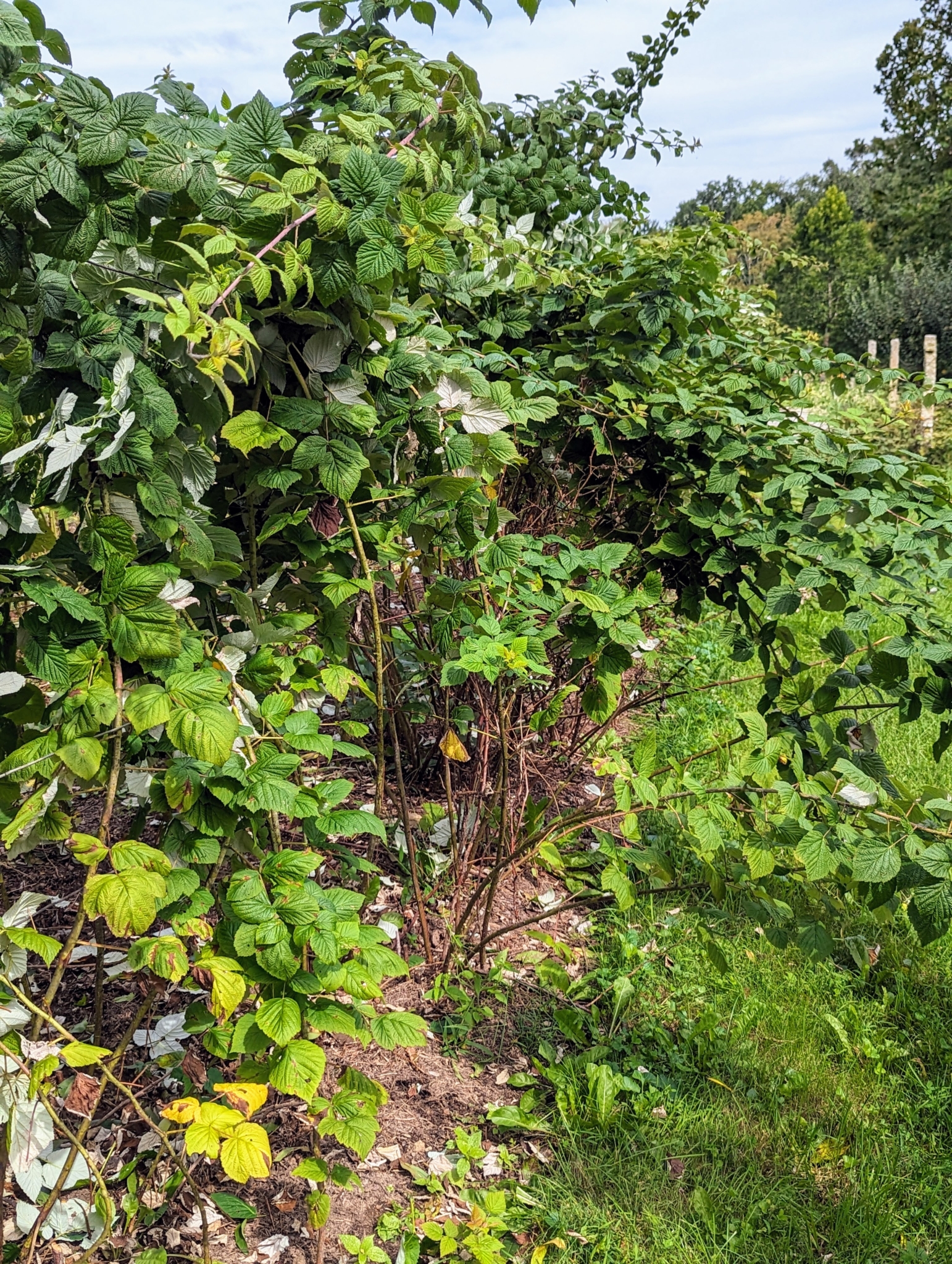 Raspberry Bush Locations Maintaining the Raspberry Bushes - The Martha Stewart Blog
