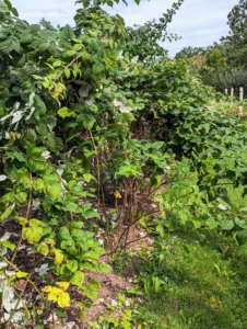 Here are the bushes before we started grooming them. Raspberries are unique because their roots and crowns are perennial, while the stems or canes are biennial. A raspberry bush can produce fruit for many years, but pruning is essential.