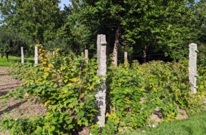 The upright posts are made of granite and they have heavy gauge copper wire laced through them to support the long canes.