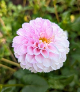 Dahlias were first recorded by Westerners in 1615, and were then called by their original Mexican name, acoctli. The first garden dahlias reached the United States in the early 1830s. Today, dahlias are grown all over the world.