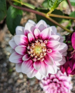 I always enjoy visiting the dahlia garden to see what new blooms appear. There are so many different kinds of dahlias and every one of them pretty.