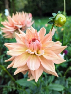 Dahlias also do not tolerate cold soil. Plant when the soil reaches at least 60-degrees Fahrenheit after any danger of frost has passed.
