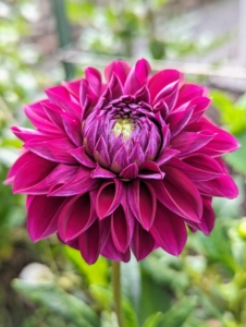 I have decorated my home with so many different dahlias this year, but there are so many still to enjoy.
