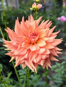 Dahlias are common wedding flowers, not only for their looks but also for their symbolic meaning. During the Victorian era, dahlias were a symbol of commitment and everlasting union. They are also used to represent inner strength, creativity, and elegance.