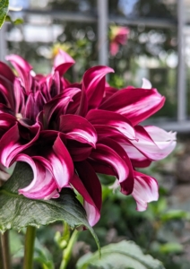 This large bloom is burgundy with white tips. Consider their size at maturity when planting. They grow best in rich, well-draining soil with a pH of 6.0 to 7.5. Amend heavy clay soil with aged manure or compost to lighten and loosen the texture for better drainage.