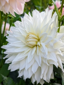 Here at my farm, we see the first blooms in June and they last right up until the first frost. One year, we were still picking dahlias on Halloween.