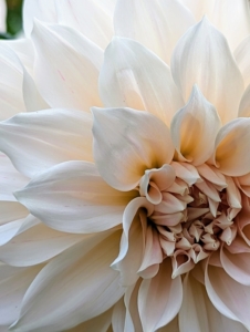 Dahlias come in white, shades of pink, red, yellow, orange, shades of purple, variegated and bicolor – every color but true blue.