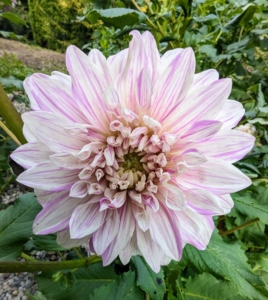 Here in the United States, dahlias are considered a perennial in hardiness zones 8 and higher. in colder regions, zones 7 and lower, dahlias are treated as annuals. We've been lucky here at my farm. It is in USDA hardiness zone 6b and our dahlias come back every spring.