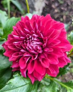 Another fact – before insulin, the tubers of dahlias were used to balance blood sugar due to their high fructose content. The petals were used to treat dry skin, infections, rashes, and insect bites.