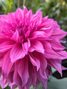 This dark pink dahlia looks great in arrangements. To prevent wilting, cut only in the early morning or late afternoon. And only cut them after they open to mature size – dahlias will not open after cutting. Once cut, place the vase in a cool spot and out of direct sun. They should last about a week.