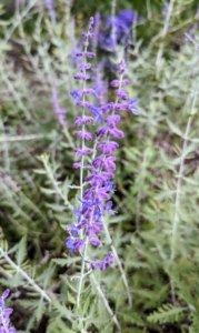 In the back bed, I also have Perovskia atriplicifolia, commonly called Russian sage, growing. This plant shows tall, airy, spike-like clusters that create a lavender-blue cloud of color above the finely textured, aromatic foliage. It is vigorous, hardy, heat-loving, drought-tolerant, and deer resistant.