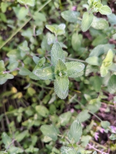 Mixed in is catnip, which I have grown for many years, especially for my cats. Catnip herb grows best in well-draining soil in the full sun but will tolerate part sun and a wide variety of soil types.
