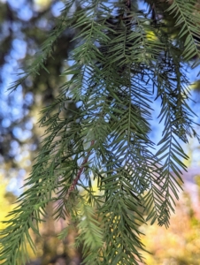 The leaves are compound and feathery, made up of many small leaflets that are thin and lance-shaped. Each leaflet is less than two inches long, alternating along either side of a central stem. They are a medium green now and turn russet brown in fall. Like trees with leaves, bald cypress trees drop their needles in the fall leaving the tree – well, bald.