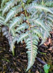This area also includes Japanese painted ferns – beautiful mounds of dramatic foliage with luminescent blue-green fronds and dark central ribs that fade to silver at the edges.