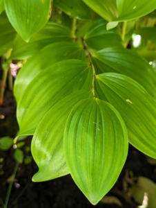 These are the shiny green leaves of Solomon’s Seal – a hardy perennial native to the eastern United States and southern Canada. These plants produce dangling white flowers, which turn to dark-blue berries later in the summer.