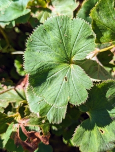 This is lady’s mantle, Alchemilla mollis. It’s a clumping perennial which typically forms a basal foliage mound of long-stalked, circular, scallop-edged, toothed, pleated, soft-hairy, light green leaves.