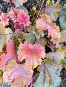 This heuchera was planted earlier this summer. It has lively peach and orange tones on large leaves. The plant grows into a full mound that is exceptionally heat tolerant. Dainty flowers appear on spikes above the foliage in spring. Heuchera is a genus of largely evergreen perennial plants in the family Saxifragaceae, all native to North America. Common names include alumroot and coral bells.