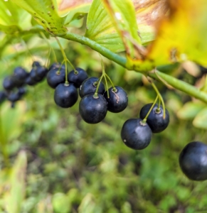 These plants produce dangling white flowers, which turn to dark-blue berries later in the summer.