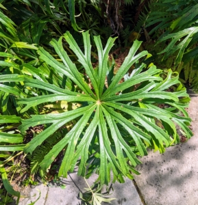 I always look for the most interesting plants to add to my gardens. This is Syneilesis – a tough, drought-tolerant, easy-to-grow woodland garden perennial that prefers moist, well-drained, slightly acid soils. If in the proper environment, syneilesis will slowly spread to form an attractive colony.