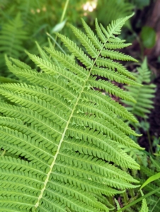 In contrast are the ostrich ferns – a light green clump-forming, upright to arching, rhizomatous, deciduous fern which typically grows up to six feet tall. I grow these in large masses throughout the surrounding garden.