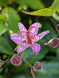 Tricyrtis hirta, the toad lily or hairy toad lily, is a Japanese species of hardy herbaceous perennial plant in the lily family Liliaceae. Toad lilies are hardy perennials native to ravines and woodland edges in India, China, Japan, and other parts of Asia. Toad lily flowers bloom in a range of spotted colors in the axels of the plant.
