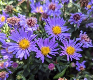 Aster is a genus of perennial flowering plants in the family Asteraceae. Asters have daisy-like flowers and come in a variety of colors. They are easy to grow and require very little maintenance. They typically bloom in the late summer and fall, and they add color to the garden as the seasons change.