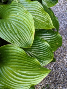 Here is another hosta variety with its darker, more defined leaves.