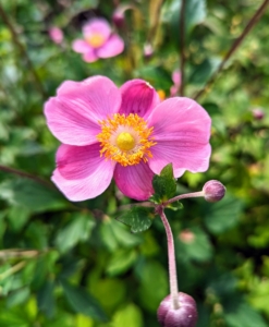 Depending on the species, anemones can bloom from the earliest days of spring into the fall months. These blooms sit atop upright, airy stems and grow two to three feet tall.