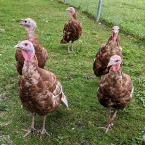 And here they are now. I needed to build them a bigger coop in a larger space.