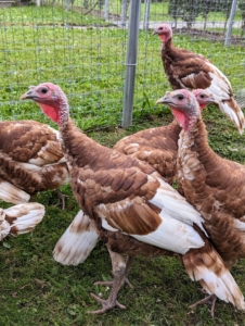 The turkeys are all waiting so patiently for their new home and yard. I know they will love it.