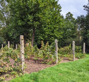 This area looks so much better. The rows of raspberries now have wide aisles between them. A little care for these berry bushes will keep them producing delicious fruits for many years. It's a good start to fall, and there is lots of work to do.