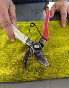 Because they are used so often, every few days my gardeners take stock of their cutting tools, and clean and sharpen their hand pruners. Here, Brian shows his pruners before they are cleaned and sharpened.