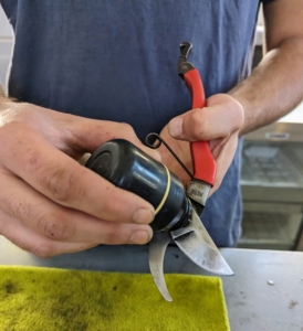 Brian lightly lubricates all the clean, sharpened metal parts. Oil will help the pruners perform more smoothly.