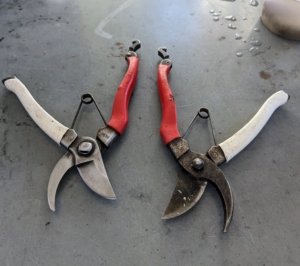 On the left is a clean and sharp pruner - on the right, an uncleaned, unsharpened pruner.